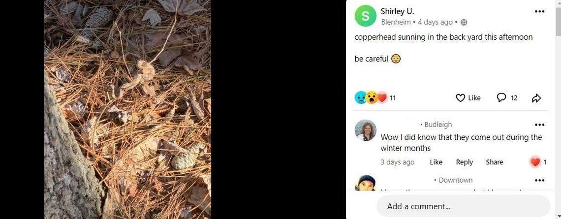 A Raleigh NextDoor user posts a photo of a copperhead snake in pine straw on a day in early January 2023.