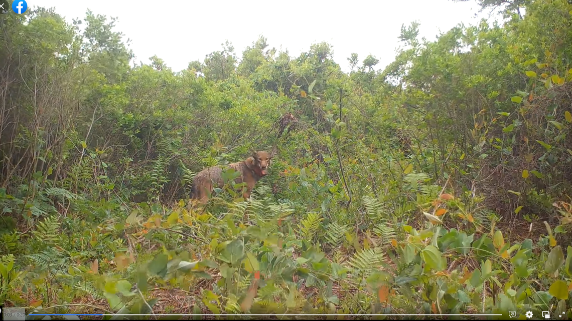 The animals play an important role in the future of their species, officials said.