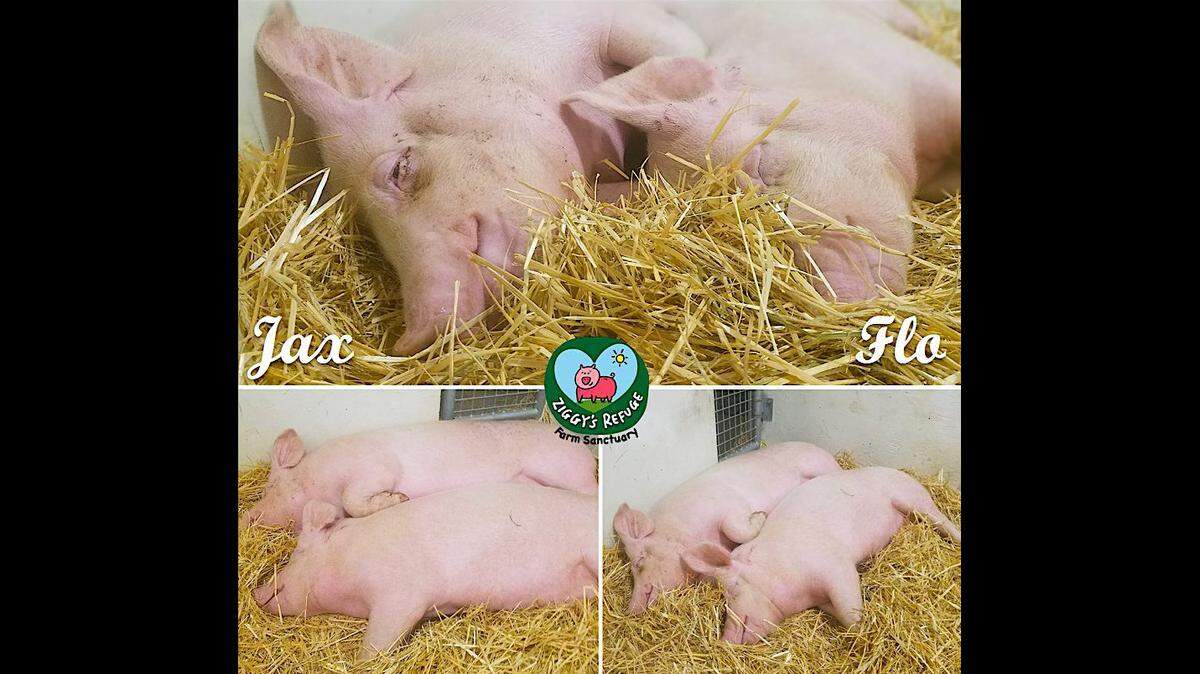 Rescue pigs Jax and Flo are shown sleeping at University of Tennessee Veterinary Medical Center where they were taken for treatment after Hurricane Florence in North Carolina.
