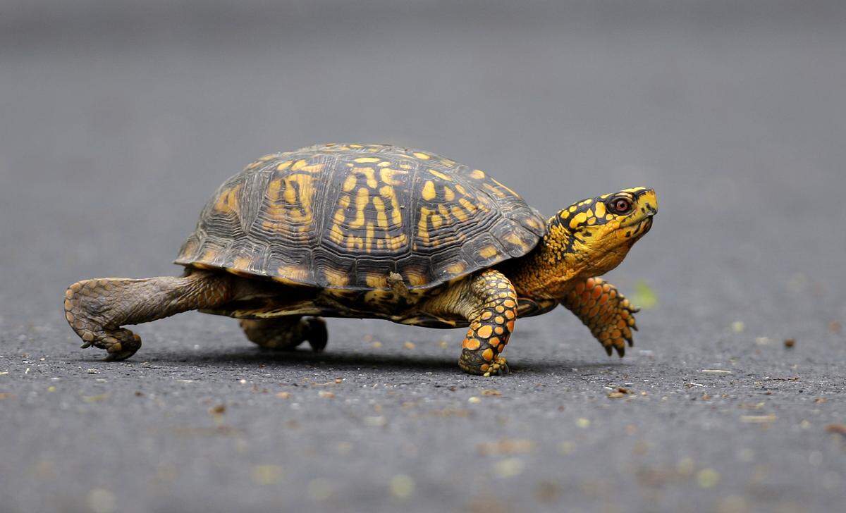 In a photo taken Saturday May, 2, 2009, a male Eastern Box Turtle moves across a path at Wildwood Lake Sanctuary in Harrisburg, Pa. The red eye of this turtle indicates that it is male. The Eastern box turtle is a step closer to being named Pennsylvania’s official state reptile because of a campaign launched by a suburban Philadelphia elementary school class. (AP Photo/Carolyn Kaster)