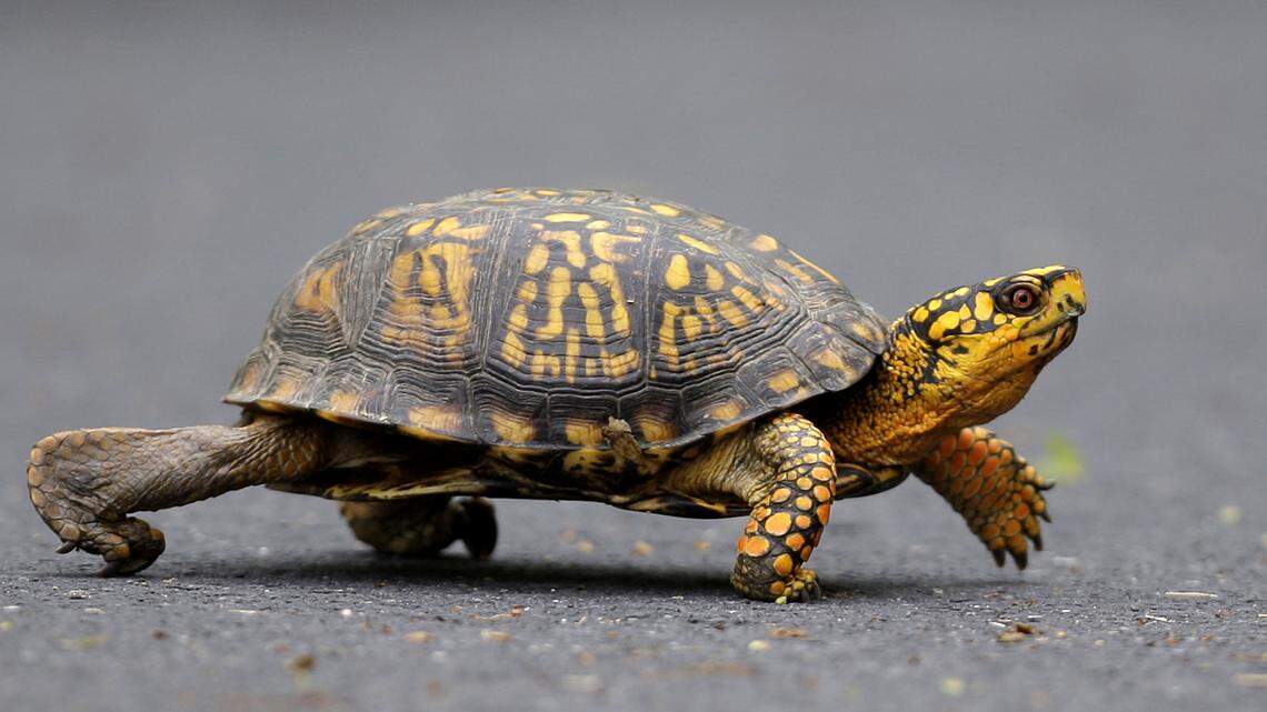 The turtles were worth over $1.5 million in Asia, feds say.
