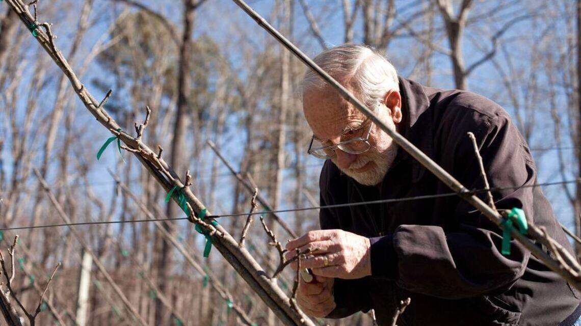 Remembering Lee Calhoun, savior of the southern apple
