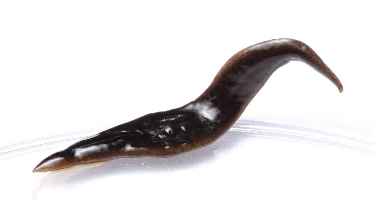 An unfamiliar worm found at a commercial nursery in North Carolina has been identified as a new species of predatory flatworm, N.C. State University says.