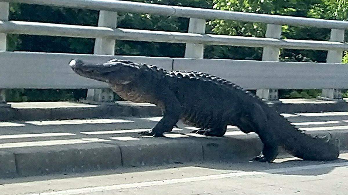Wilmington Police closed roads at McRae & Cornelius Harnett Dr (near MLK overpass) due to an unexpected visitor.