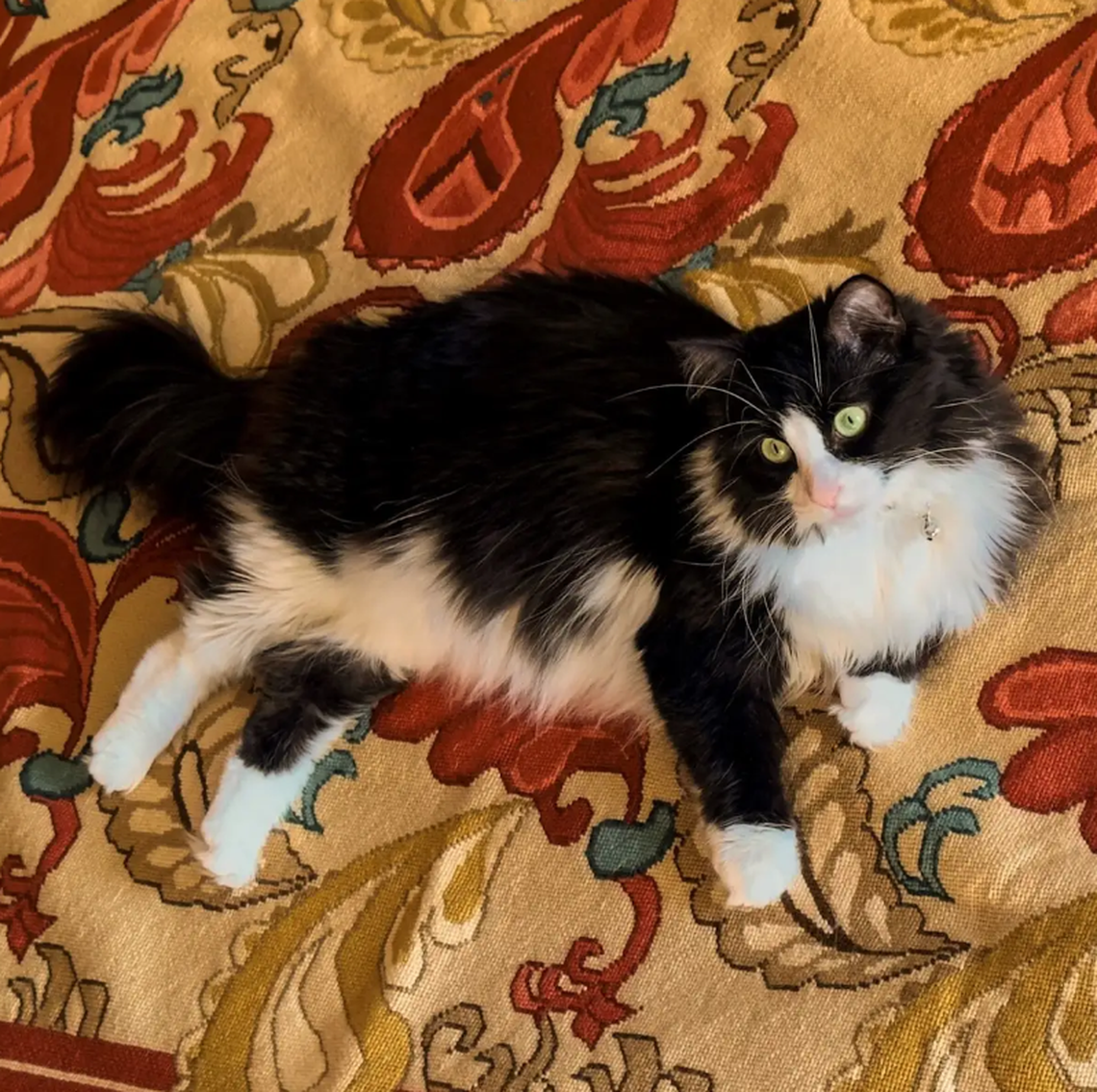 Rosie, one of the finalists in the News & Observer’s cutest cat contest.