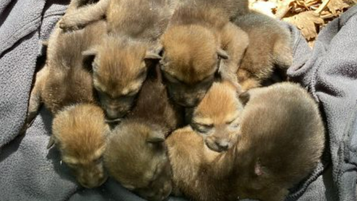 Little more than a dozen red wolves are estimated to live in the wild across the world, 2021 data shows.