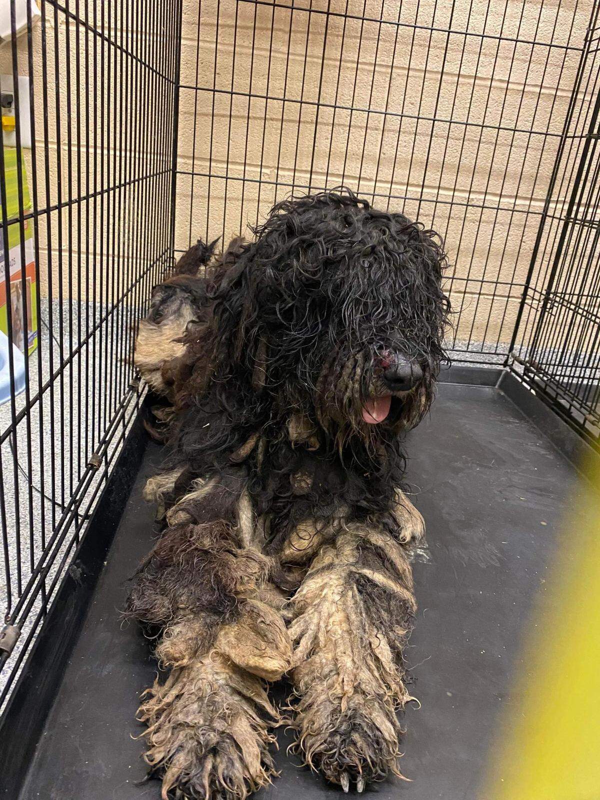 “I don’t think she’s ever been touched by a person,” said animal rescuer Mollie Doll.
