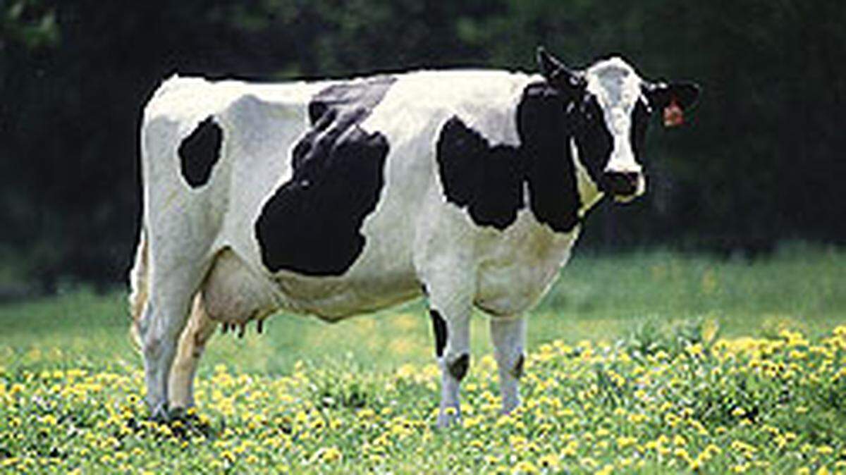 The highly pathogenic avian bird flu H5N1 has been found in dairy cows in North Carolina and seven other states.
