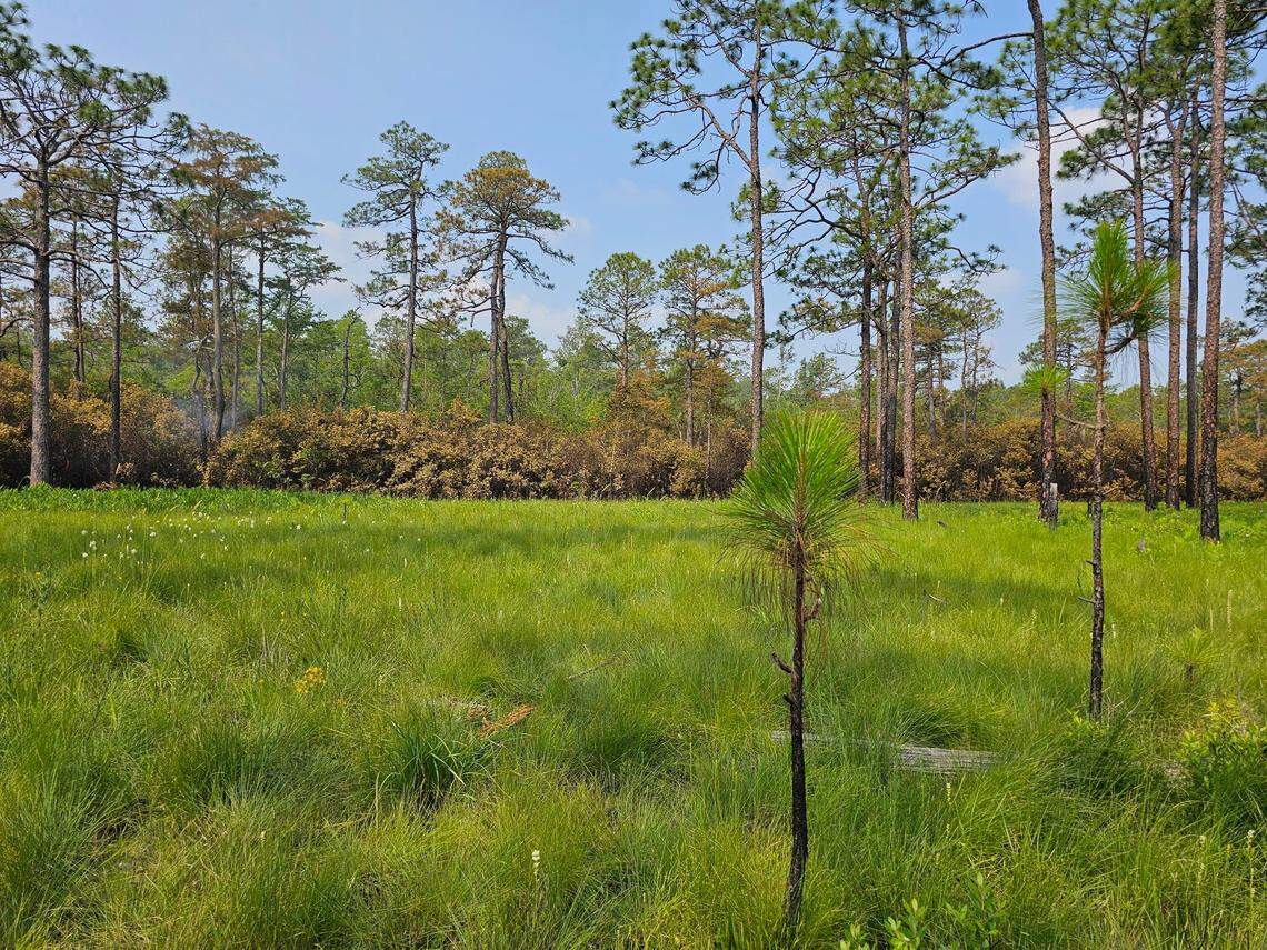 The Pulp Road Fire that burned in Green Swamp Preserve earlier this month stopped when it reached places where prescribed burns had recently taken place. This photo, taken after the wildfire, shows a long leaf savanna that was burned in January 2023.