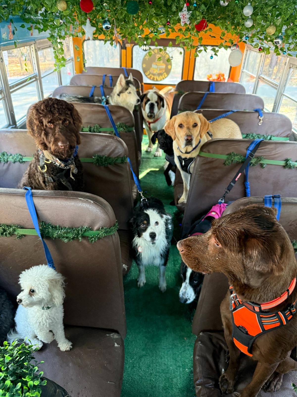 More than a dozen dogs of different ages and sizes can be accommodated in the Pup Park Shuttle.