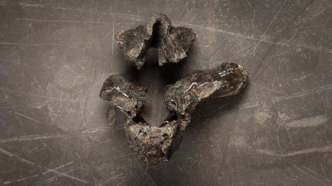 The braincase of new dinosaur Iani smithi.