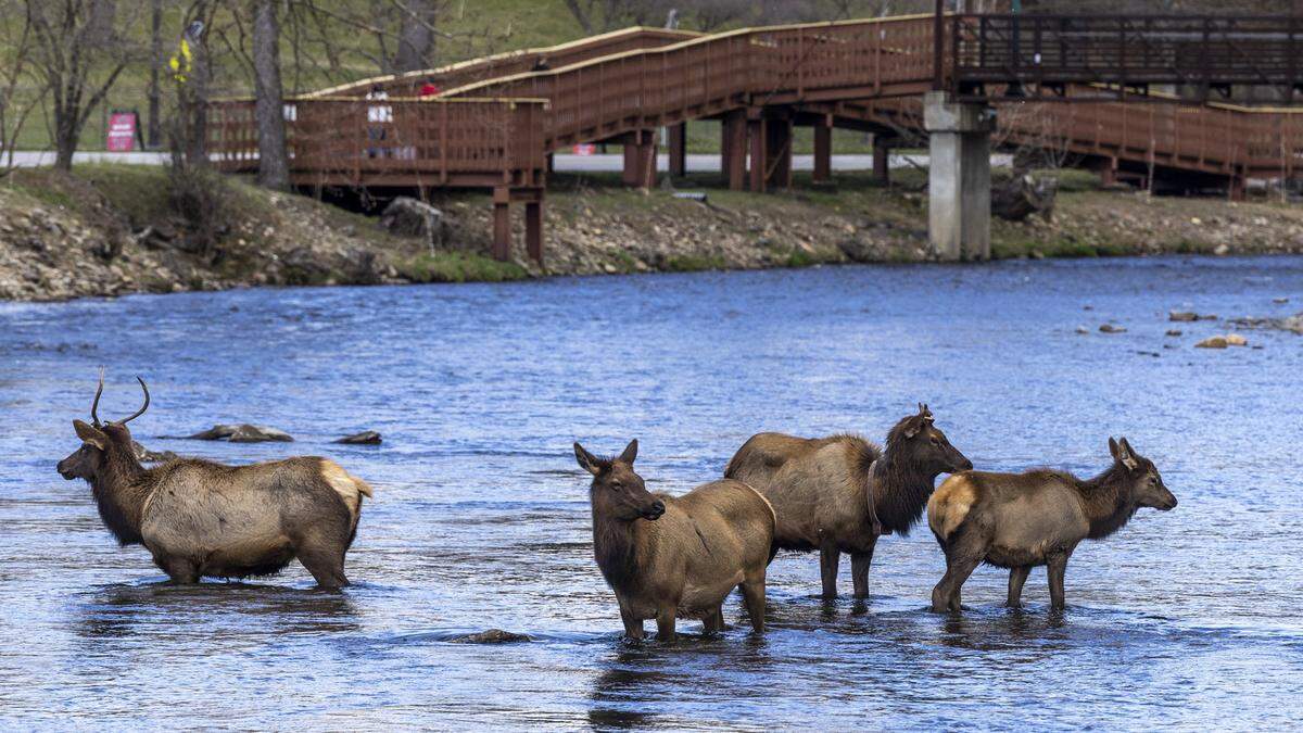 A group of elk wades in the Oconaluftee River at Oconaluftee Islands Park in Cherokee on Saturday, March 7, 2026. Elk were wiped out in the region by overhunting in the 1700s and 1800s. The National Park Service reintroduced 52 elk into Great Smoky Mountains National Park in 2001 and 2002. Today, about 270 elk live in Western North Carolina, including about 200 in the park.