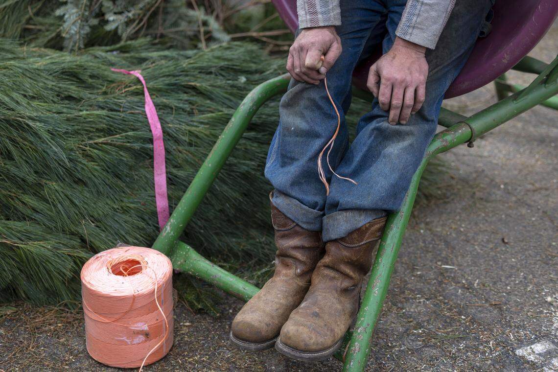 Aaron Cole, seated in his tree baler, takes a break from stocking his vendor space at the State Farmers Market with fresh cut trees from Doby and Pam Cole’s Tree Farm in Lansing, N.C. on Thursday, December 4, 2025 in Raleigh, N.C.  