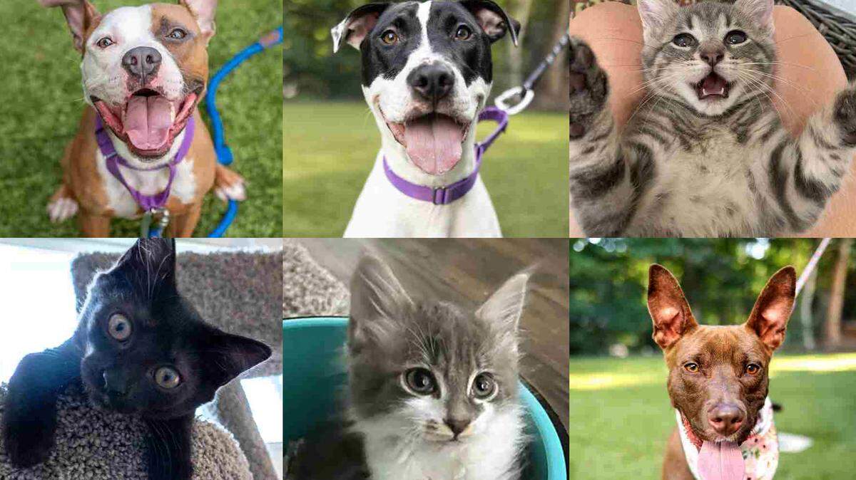 The Wake County Animal Center is warning people whose cat or dog has gone missing not to fall for a scam that’s already swindled one local cat owner.  