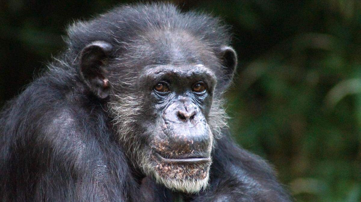 North Carolina Zoo announces chimp Maggie passes away at 46. She was the alpha female and last member of original chimpanzee troop from 1980.