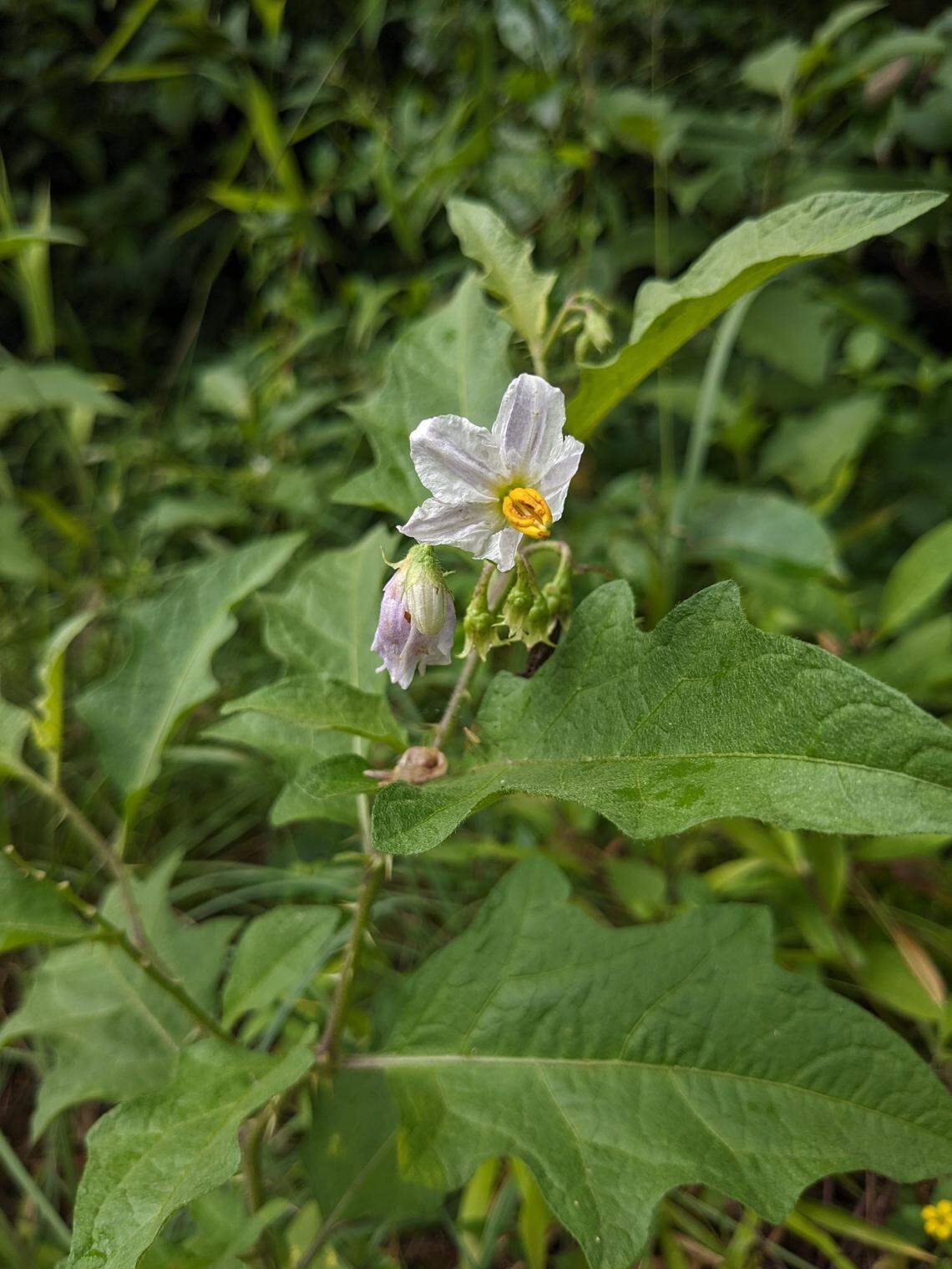 Horse Nettle flower.