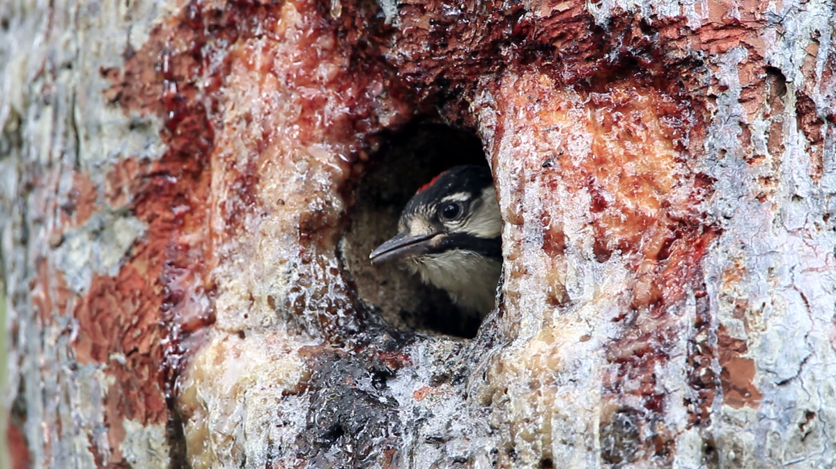 The threatened red-cockaded woodpecker.
