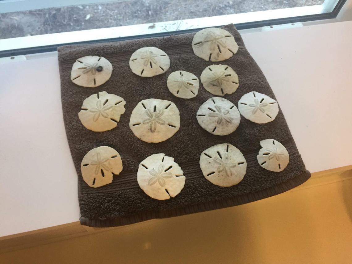 The result of Chris Mojica and his family’s sand dollar hunt during a trip this summer.