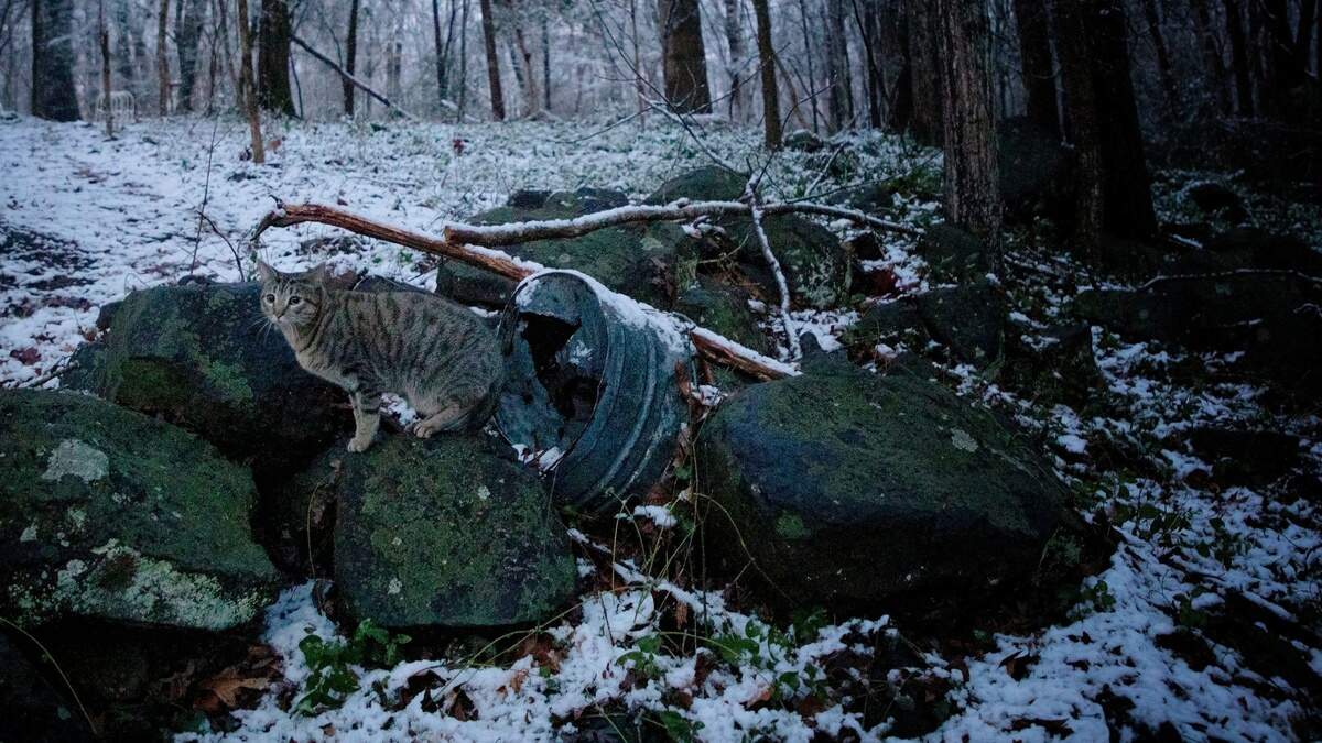 A photographer’s cat follows along to help capture the light snowfall on Thursday morning, Jan. 28, 2021, in Durham, N.C.