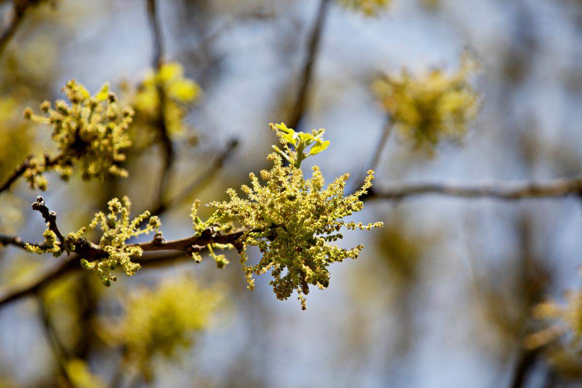 Springtime pollen in Raleigh on Thursday, April 8, 2021.