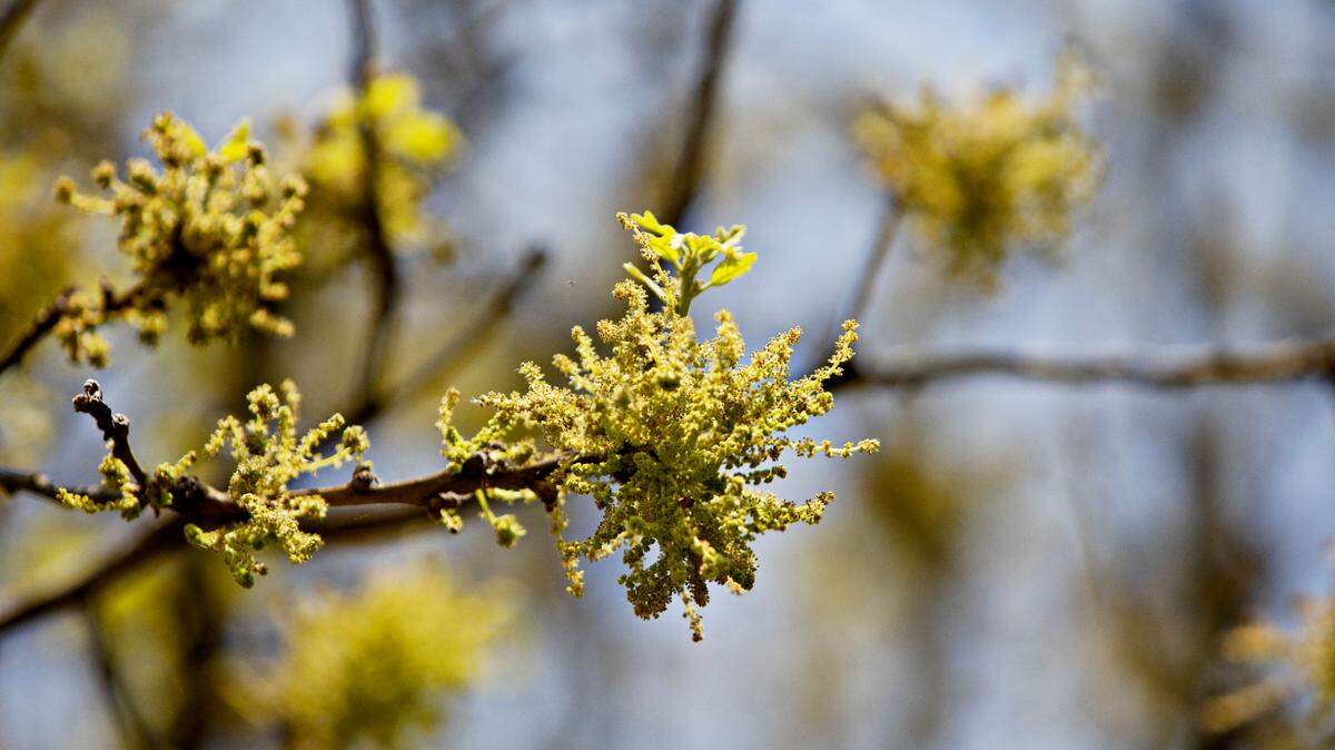 Springtime pollen in Raleigh on Thursday, April 8, 2021.