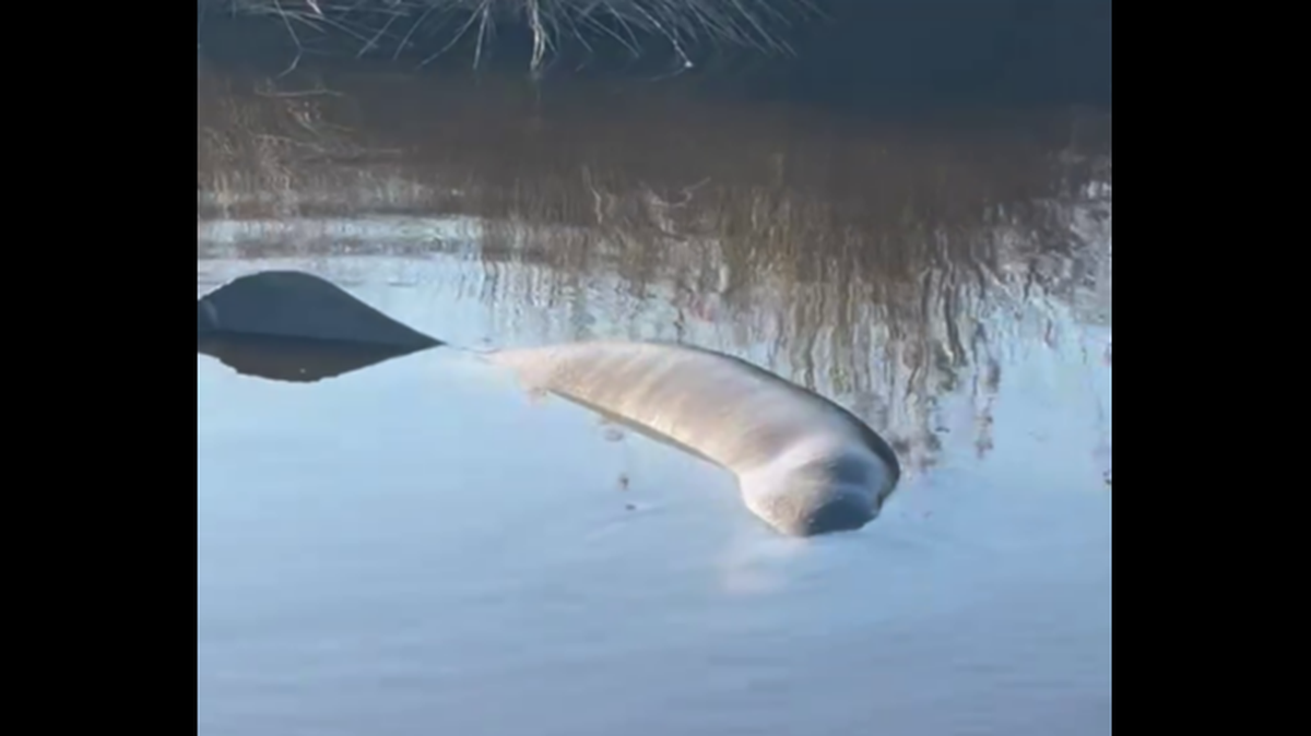 Sightings of the manatee had been reported for weeks in Eastern North Carolina and it appeared to be sick, experts say.
