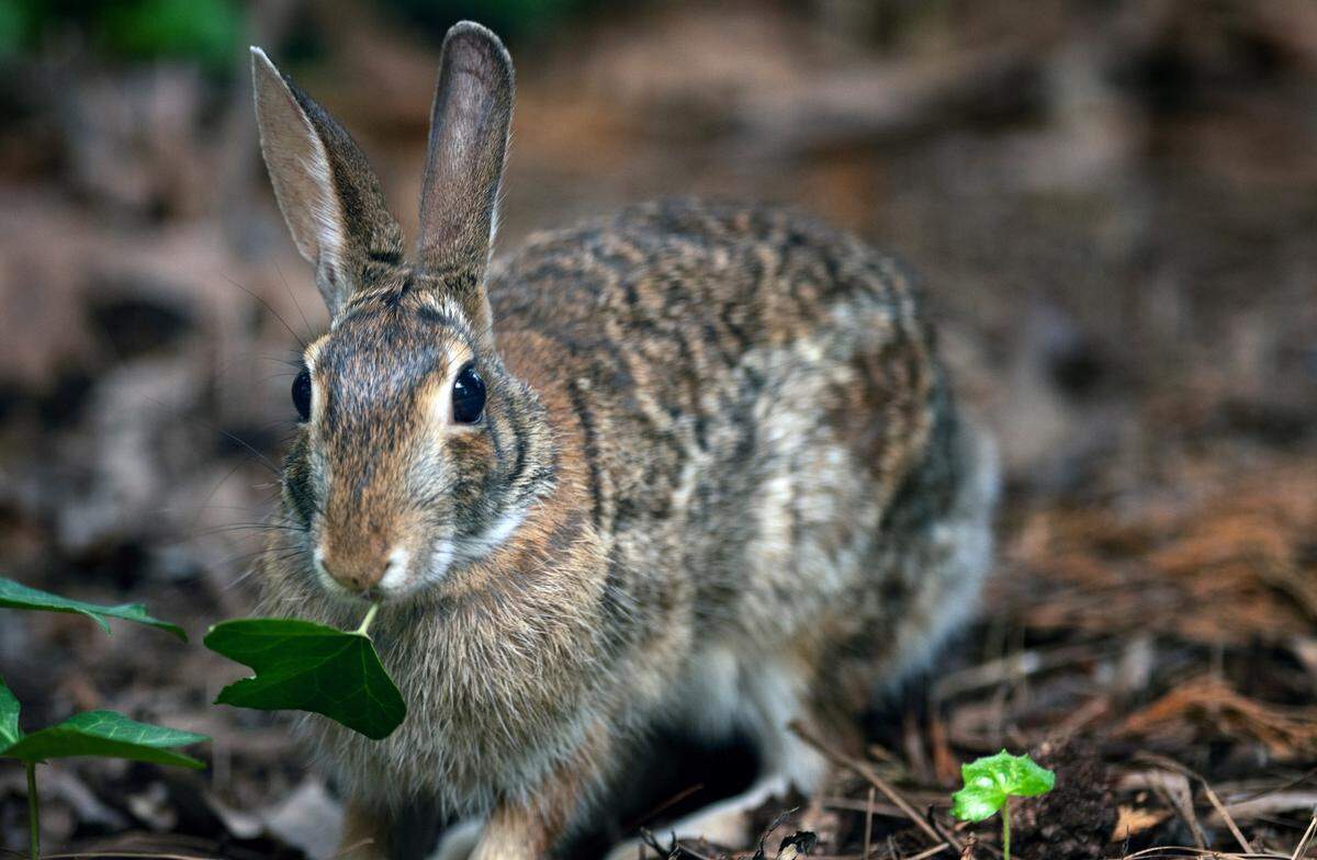 A rabbit nibbles on a leaf of ivy in a Cary backyard.