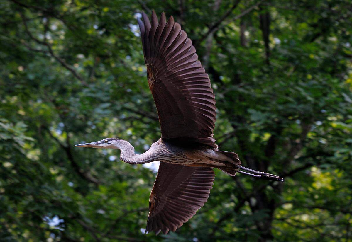 A Great Blue Heron takes flight over the Eno River at the Fews Ford Access on Tuesday, July 15, 2025, in Durham.