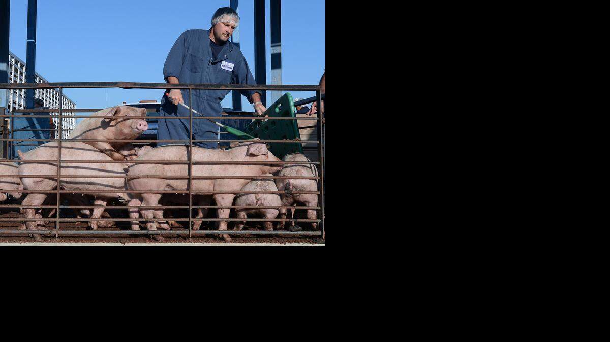 PIGFARM14NE050614CEL