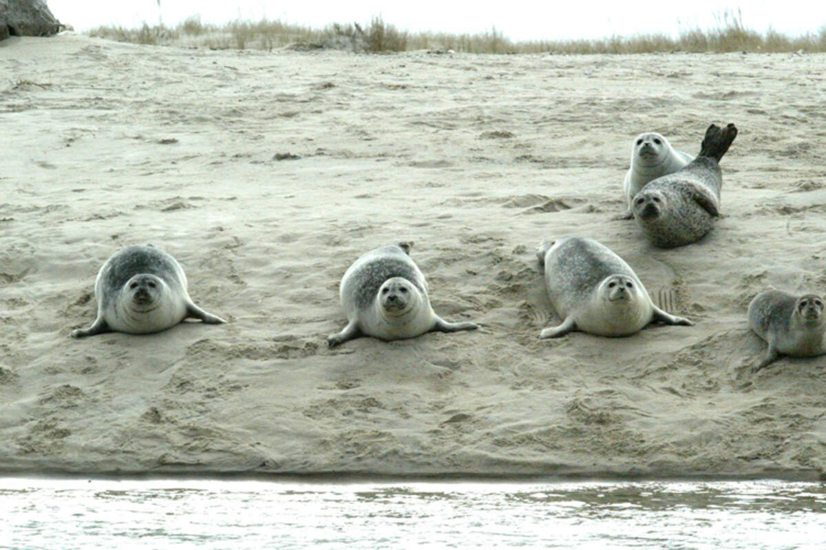 Harbor seals