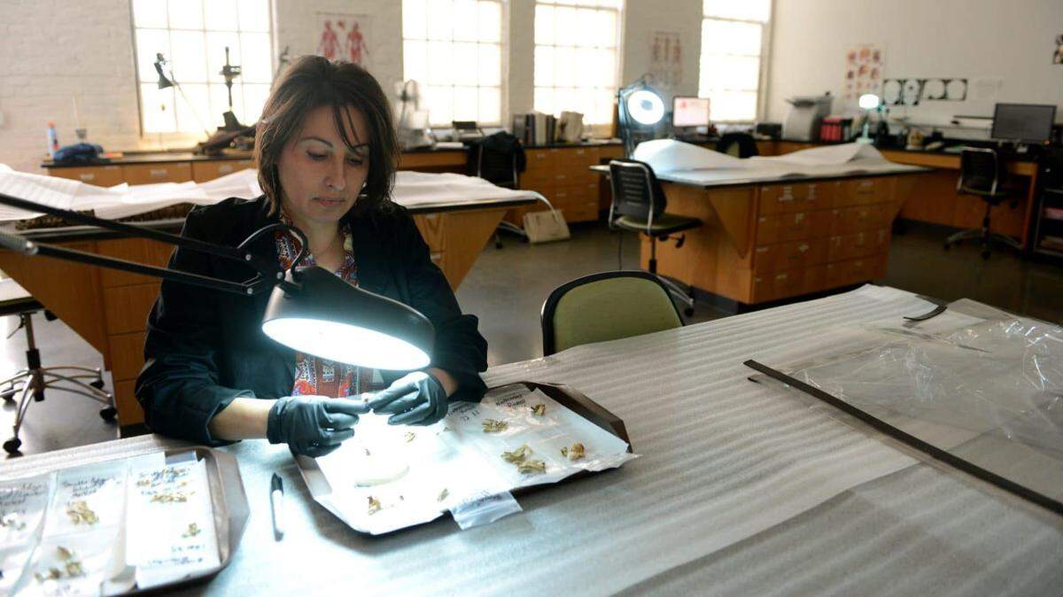 Ann Ross working in her lab at NC State University in Raleigh, NC.