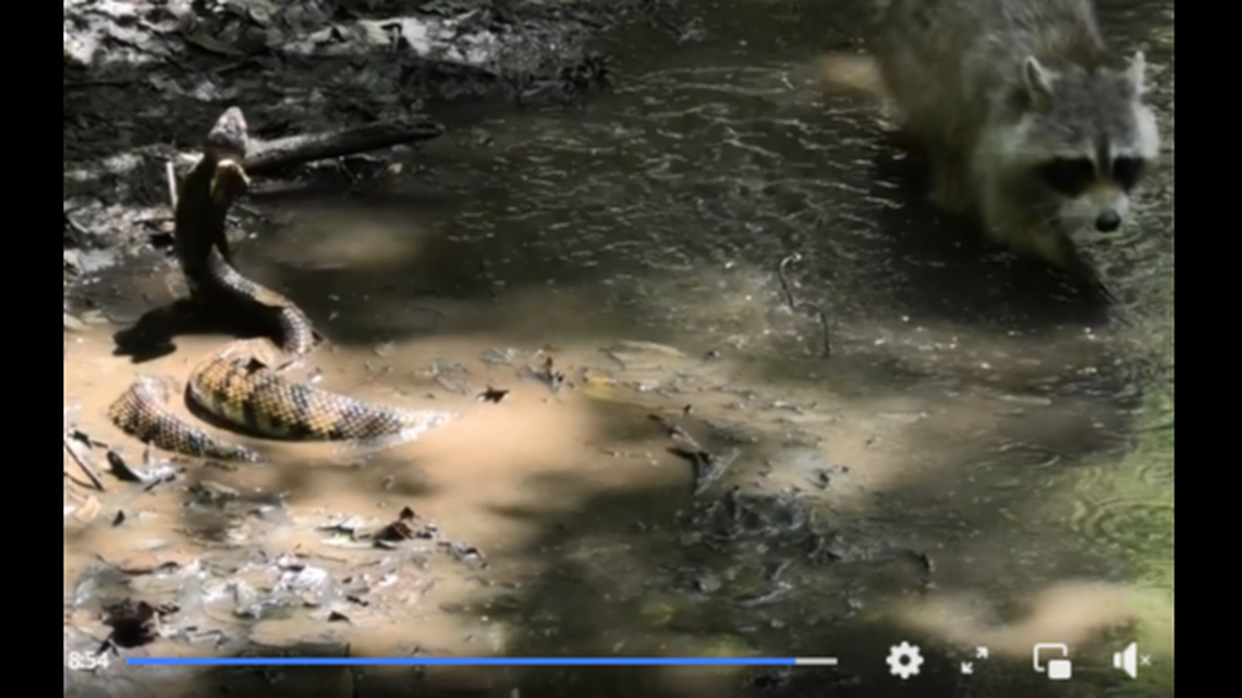 A snake researcher documenting a cottonmouth snake turf battle in North Carolina saw the tense moment turn comical when a self-absorbed raccoon showed up in the same pool of water.