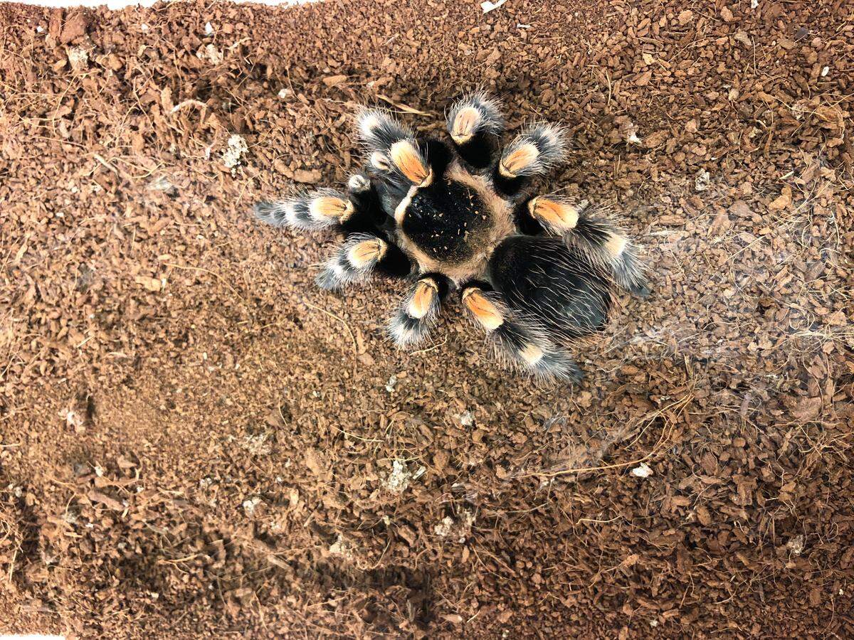 A Mexican red kneed tarantula from the NC Museum of Natural Sciences. Tarantulas were featured in the study, though they weren’t as high in antioxidants as some of the insects.