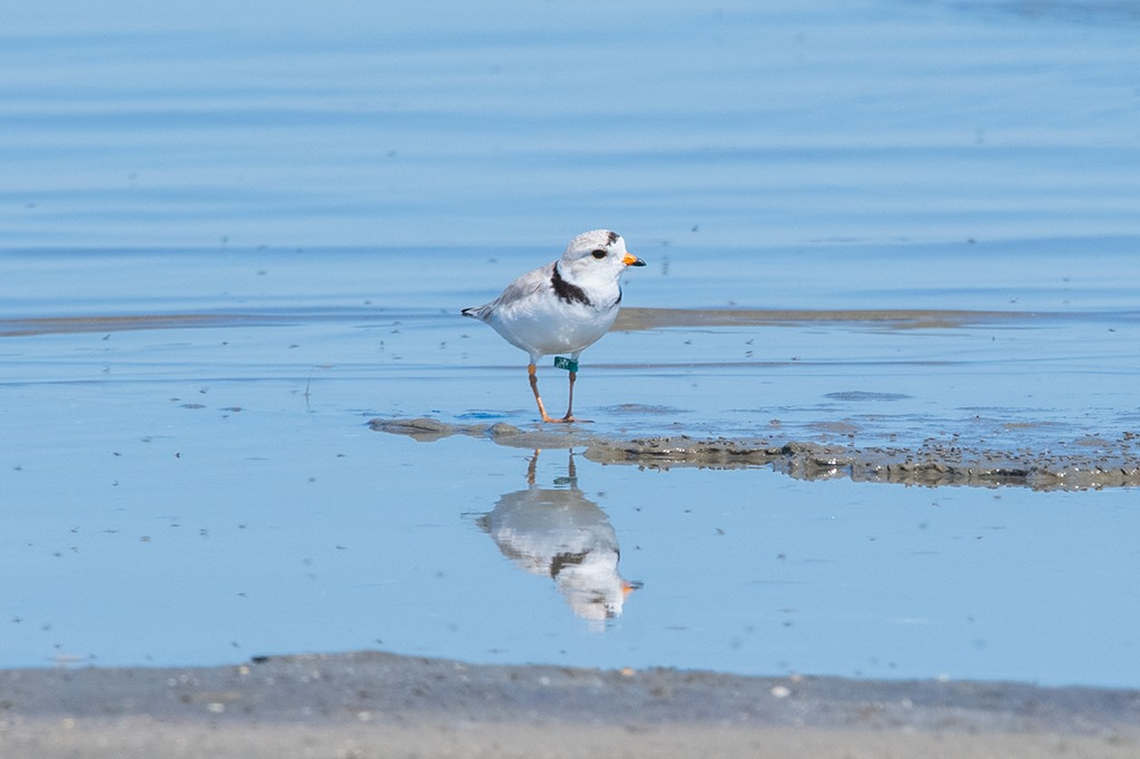 This piping plover was banded in 2019 as a chick at Cape Lookout National Seashore.