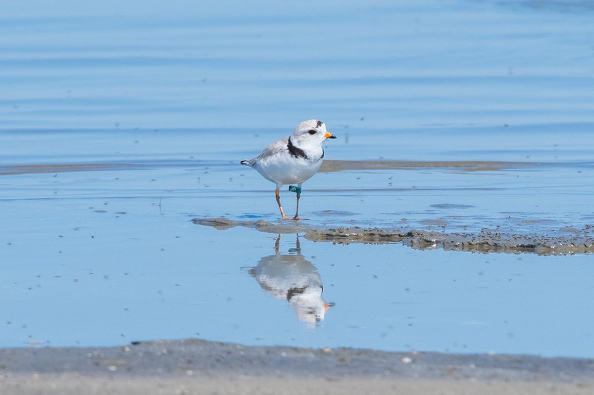 A piping plover standing on the shore. The birds winter on Hilton Head Island beginning in November, relying on the beaches for food and resting grounds.