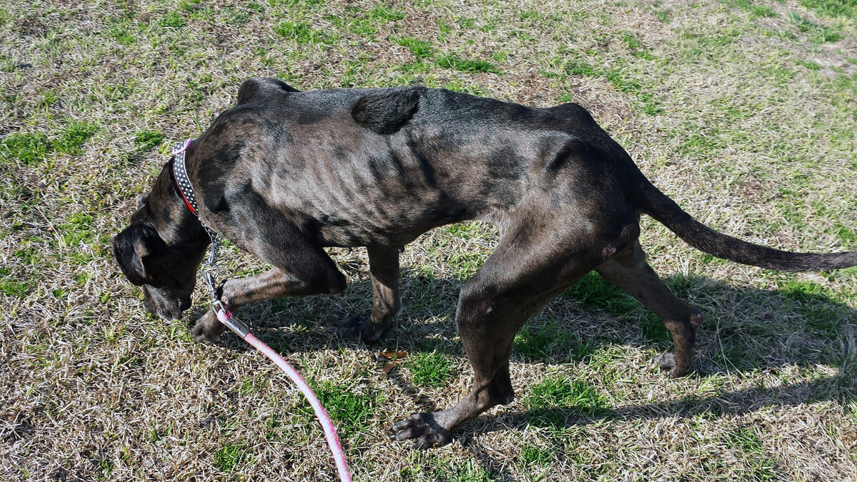 An underweight Great Dane mentioned in a North Carolina notice of civil penalty and warning against Sampson County regarding its animal shelter, issued March 12, 2018.