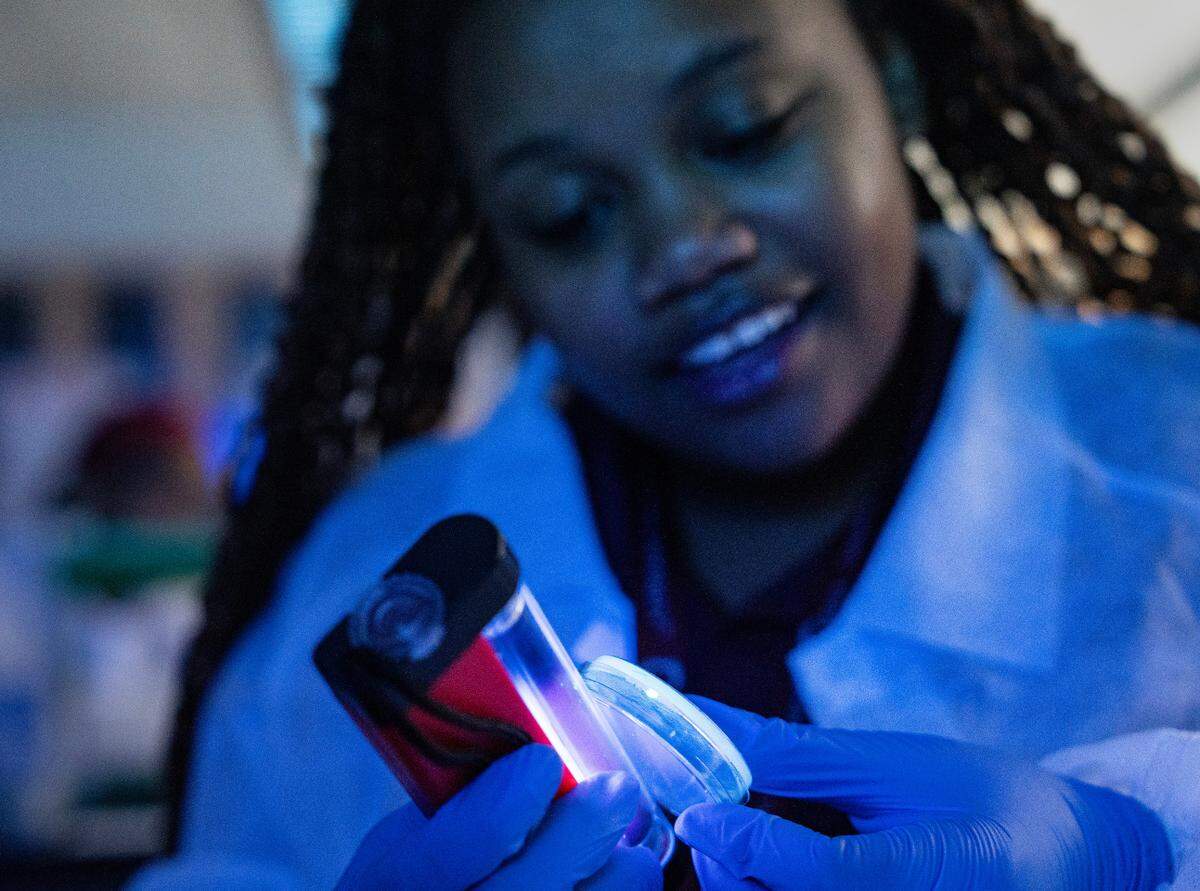 Mosa Ponalo studies a glowing bacteria culture under UV light at a biotechnology summer program for 11th and 12th graders held by NC Central University in Durham, N.C. on Friday, July 18, 2025.