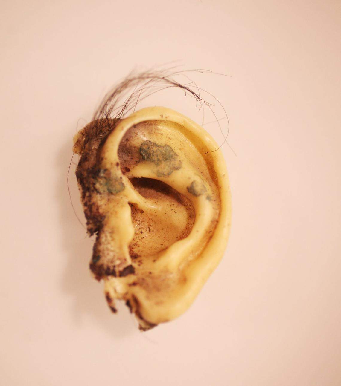 The prop human ear made out of silicone that Kyle MacLachlan found at the beginning of “Blue Velvet.”