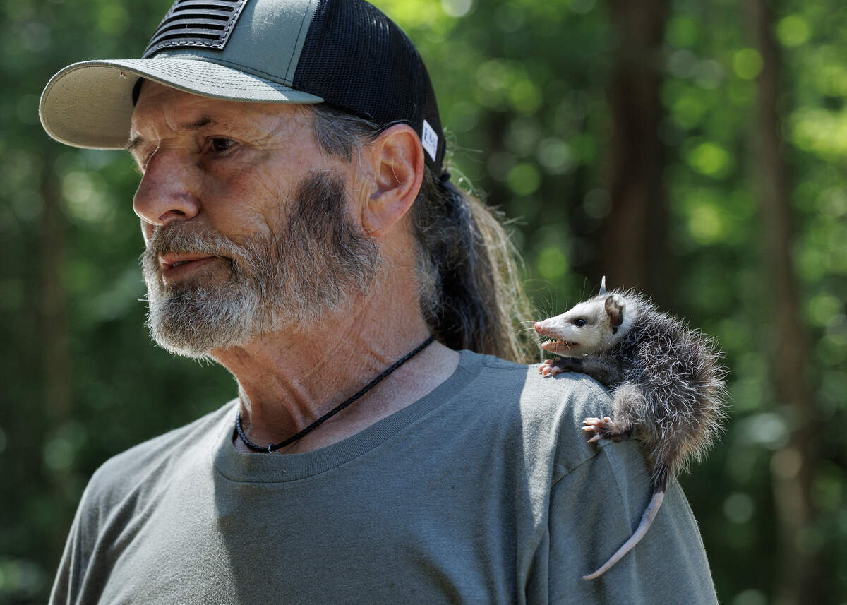 A baby opossum rests on Byron Wortham’s shoulder at Holly’s Nest Animal Rescue on Friday, June 5, 2026, in Sanford, N.C.
