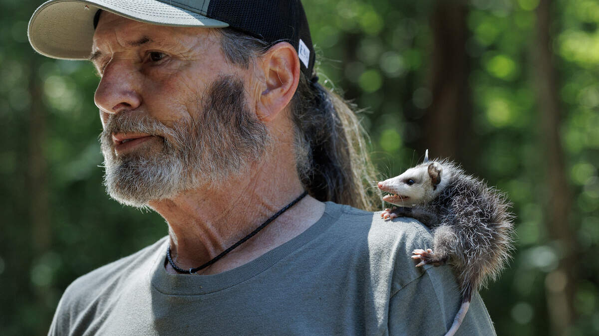 A baby opossum rests on Byron Wortham’s shoulder at Holly’s Nest Animal Rescue on Friday, June 5, 2026, in Sanford, N.C.