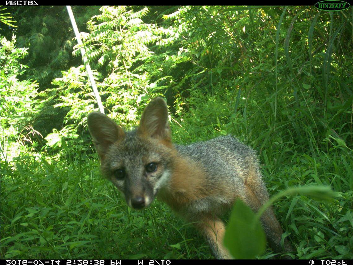 A gray fox photographed with a trap camera in central North Carolina.