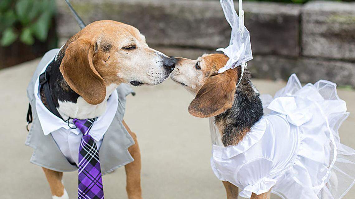 Rogers and Marge, two foster beagles with Triangle Beagle Rescue in Raleigh, were married on Sunday. Rogers, a rescue from Hurricane Florence, has been diagnosed with bladder cancer, and a dog wedding was on his bucket list.