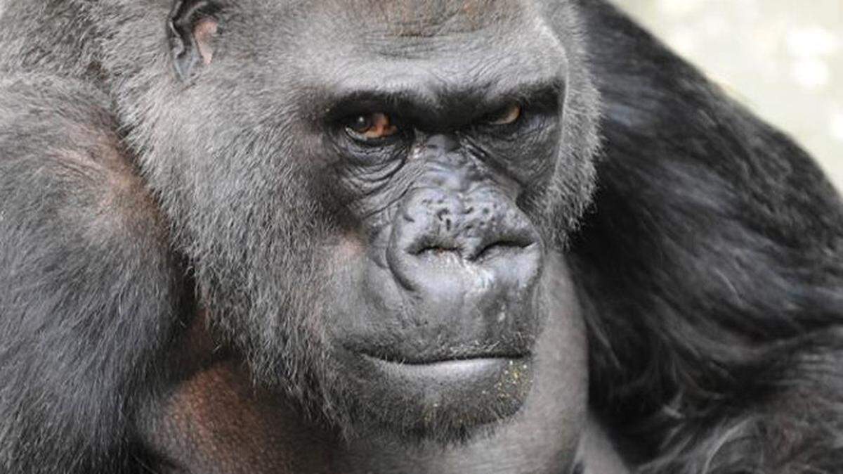 Ramar and son Nadaya in 2005. Ramar, a 50-year-old western lowland gorilla spent more than 20 years at the North Carolina Zoo before moving on, eventually landing at the Brookfield Zoo in Chicago. That zoo announced he died on April 12. He was the oldest animal at Brookfield Zoo and the sixth oldest western lowland gorilla in the North American accredited zoo population.