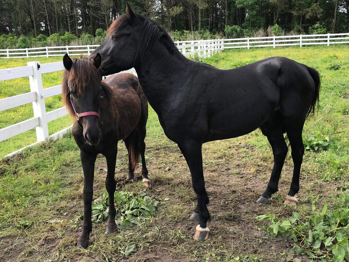 Two of the “Renegade 6” North Carolina group of mustangs.