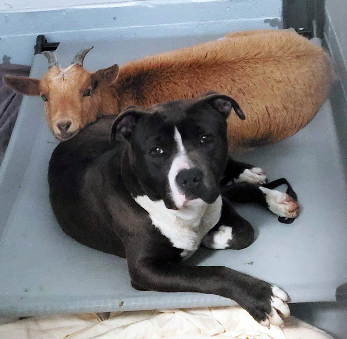 Felix the dog and Cinnamon the goat cuddling up for a nap together.