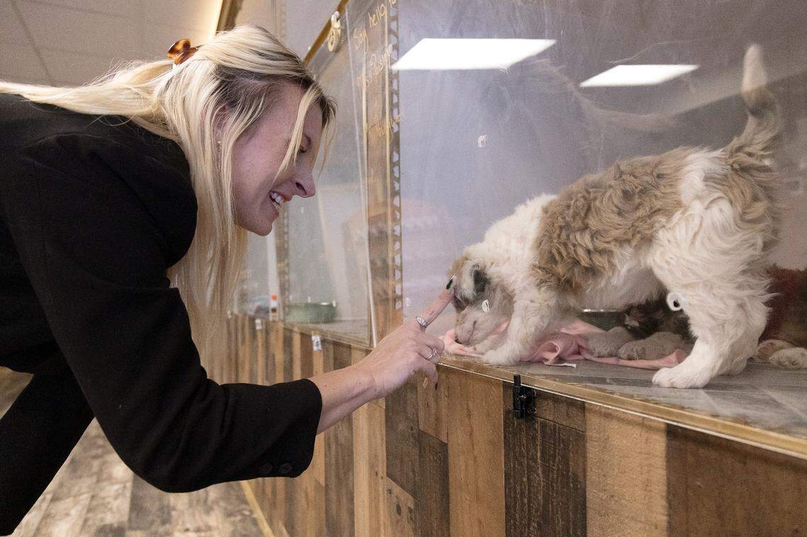 Jacklyn Barefoot, owner of Petopia, greets Paisley, an eight-week-old Aussiedoodle puppy, at her store in downtown Raleigh, N.C. on Tuesday, Jan. 14, 2025.