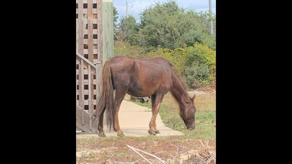 It’s estimated Flint, as he was known, was in his late 30s, which is about 15 years longer than most wild horses survive, experts say.