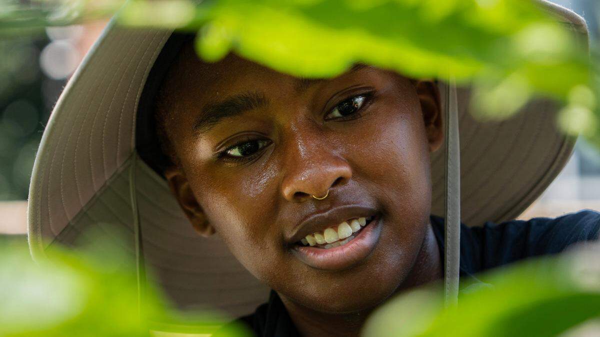Raegan Murphy works on tomato plants at the UNC community garden during the heat wave on Thursday, June 26, 2025. The heat index could be as high as 109 degrees June 26.