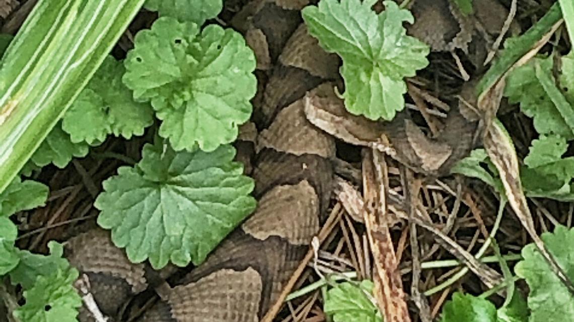 Raleigh hospital reports ‘significant’ increase in snake bite visits this summer