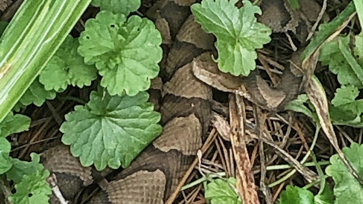 Raleigh hospital reports ‘significant’ increase in snake bite visits this summer